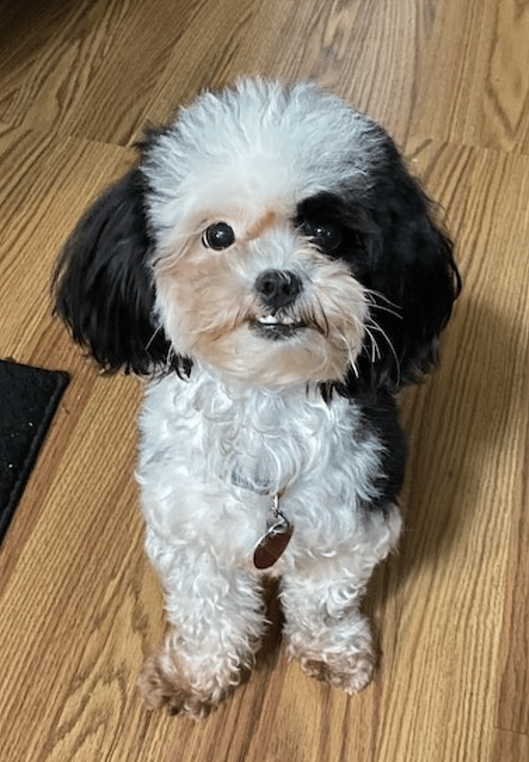 Lhasapoo dog