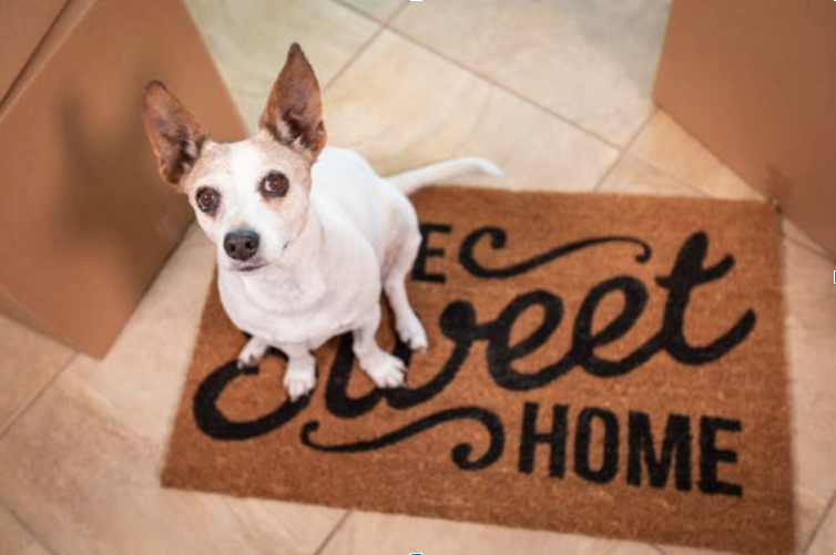 What to do if you don't want to rehome your dog