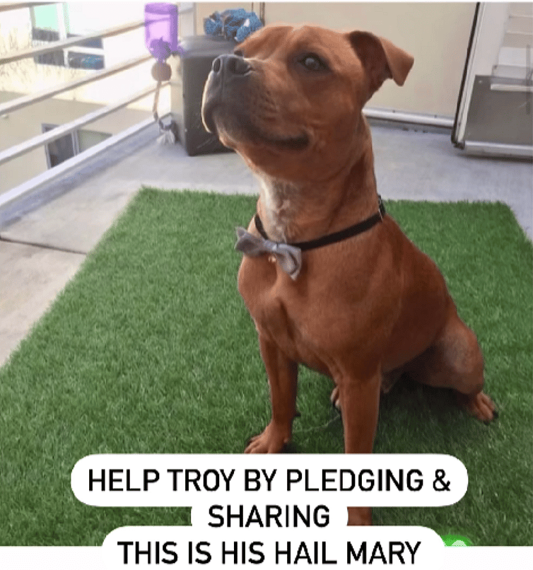 Terrier’s Signs of Aggression Put Him in Danger—Urgent Plea To Help!