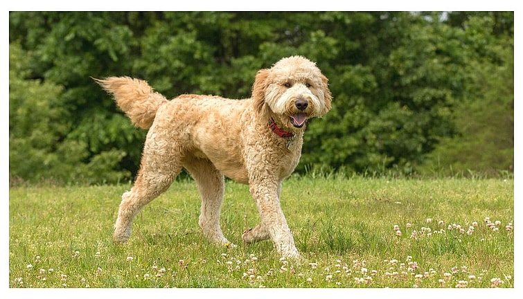 Goldendoodle Names