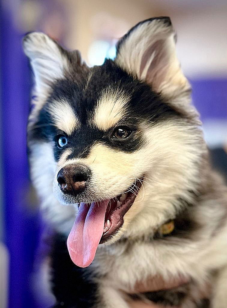 Romeo (Ziggy 2) - Pomeranian