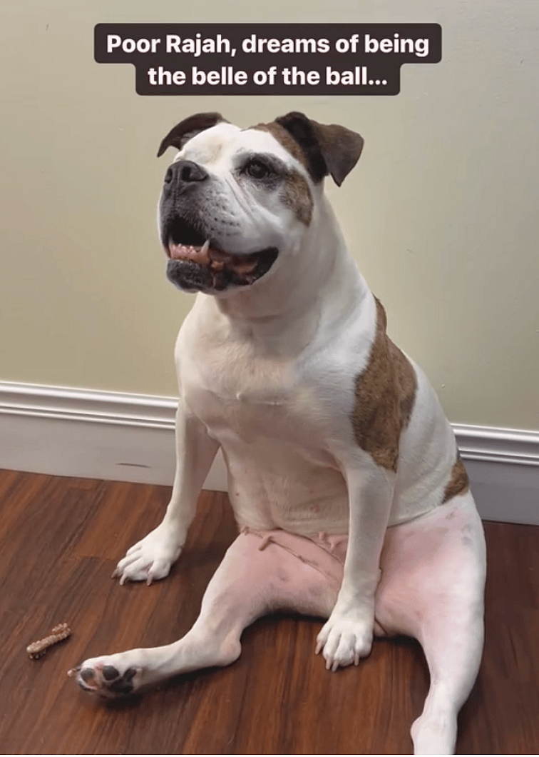 Shelter Staff Beg for Someone to Give Sweet Senior Bulldog Chance at Forever Home