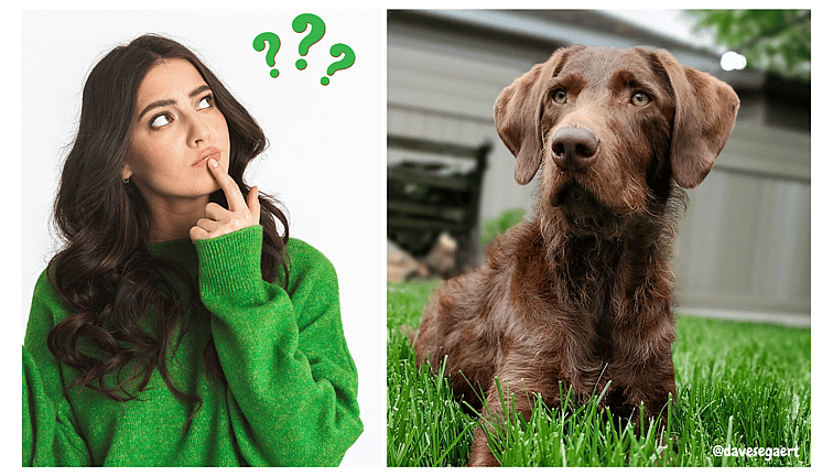 Weimardoodle: Not Suitable For These Types of People