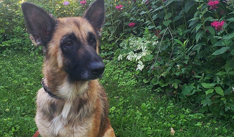 Winona *NEW ARRIVAL* - Shepherd