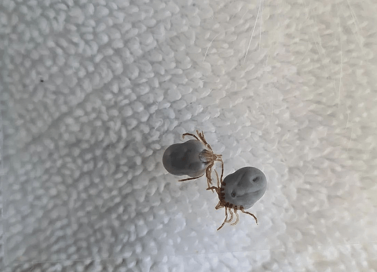Happy Tears as Malnourished Stray Husky With Tick Paralysis Finally Climbs Stairs on His Own