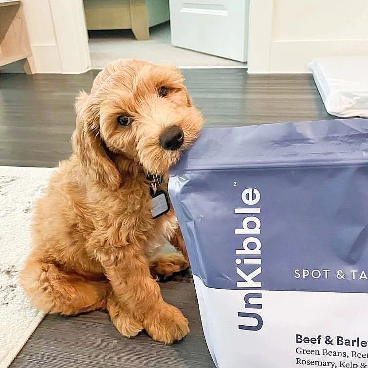 best food for german shepherd puppy