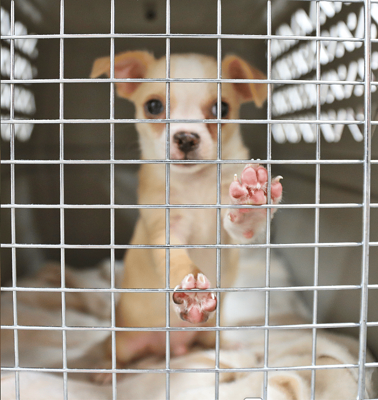 a Chihuahua in shelter