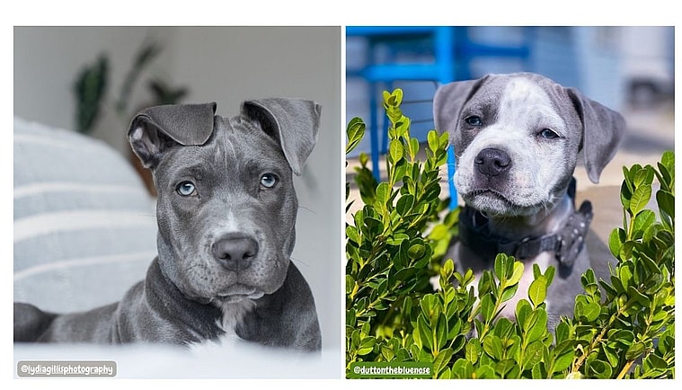 Blue Nose Pitbulls