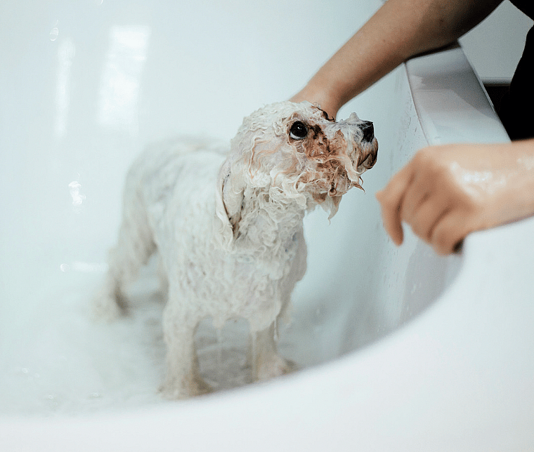 Dog Seasonal Allergies