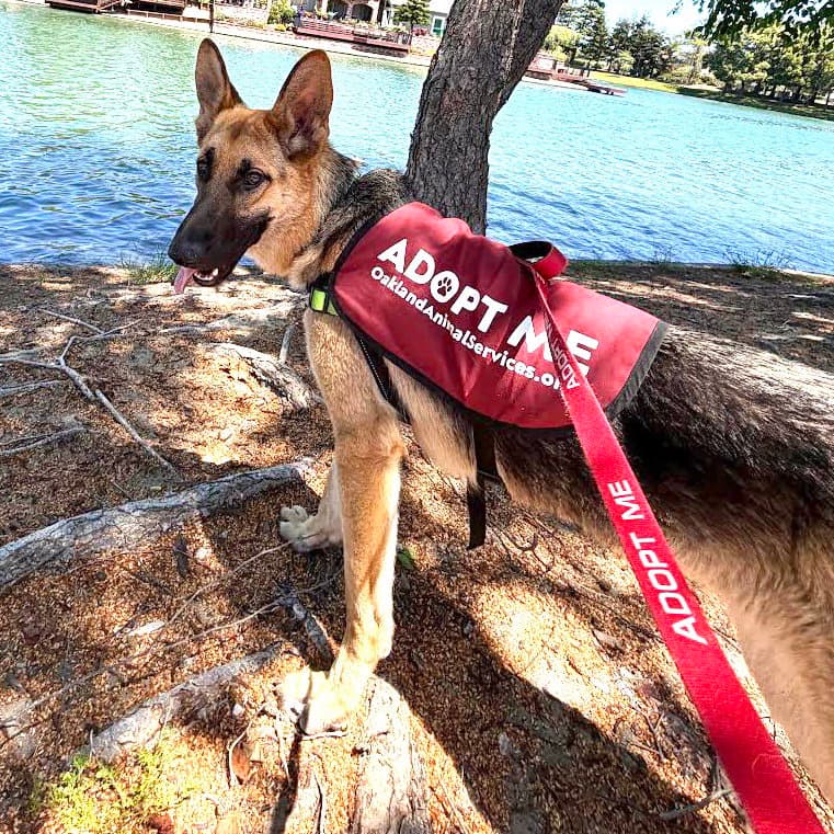 Alma - German Shepherd Dog