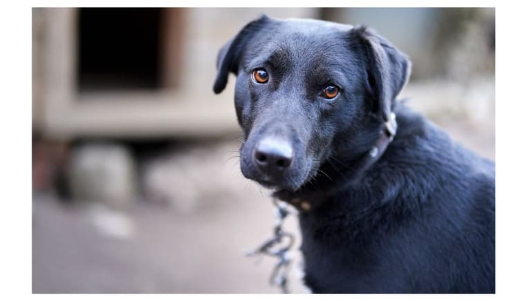 Black Dog and Cat Syndrome