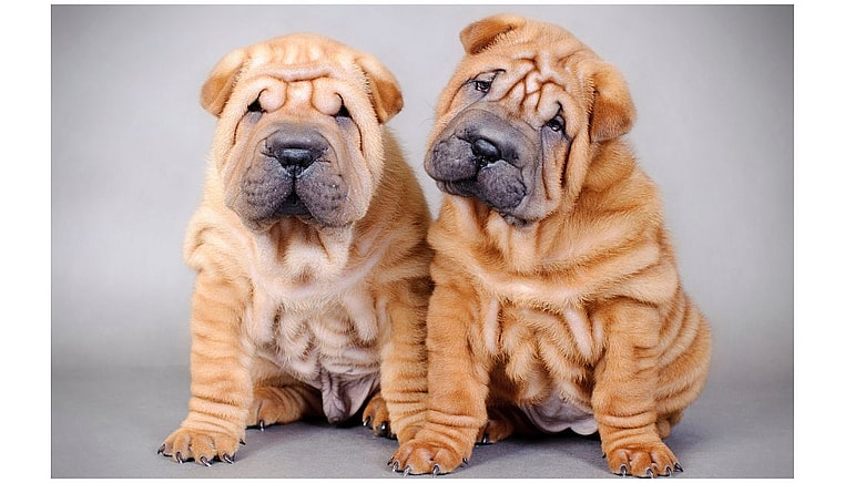 Shar Pei Dog Price