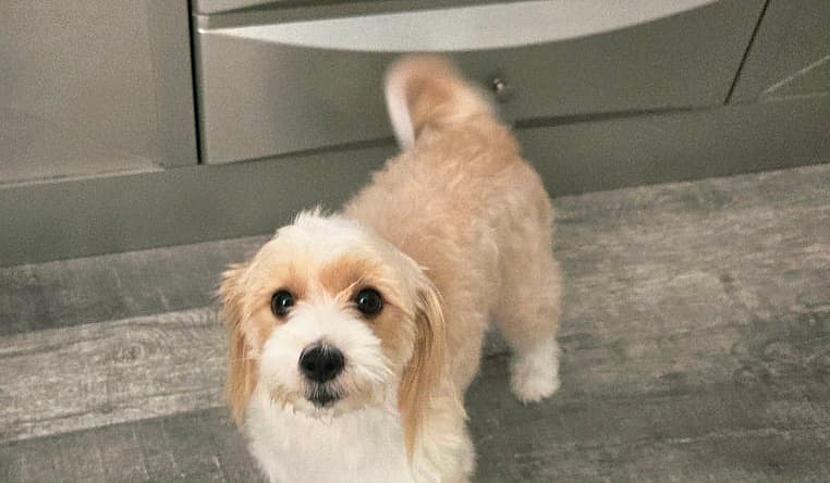 Azmira - Maltese