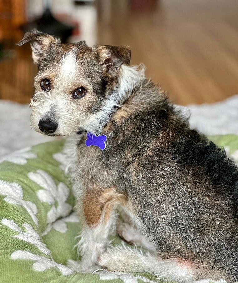 Huckleberry - Miniature Schnauzer