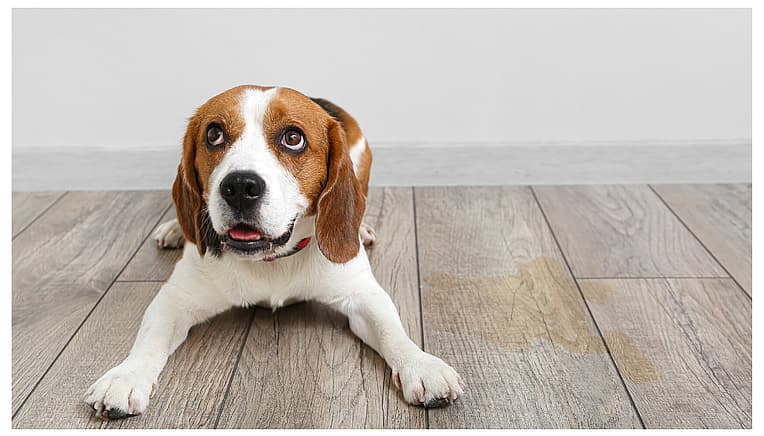 How Long Can Dogs Hold Their Pee?