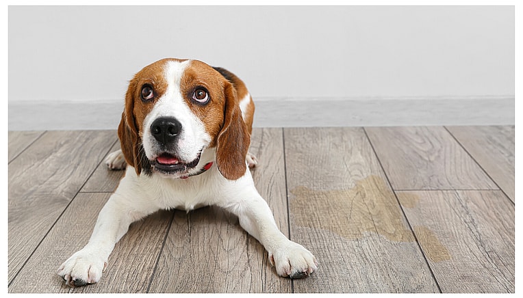 How Long Can Dogs Hold Their Pee?