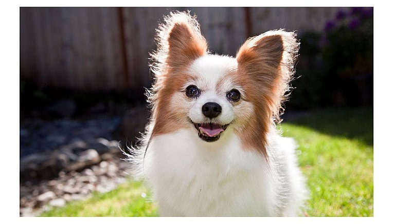 Dog Names Starting with M