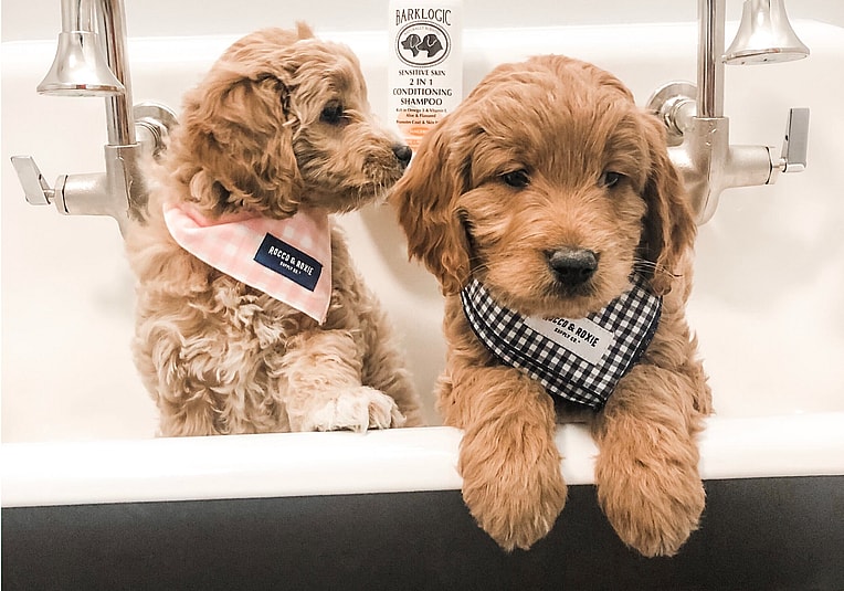 micro goldendoodle grooming