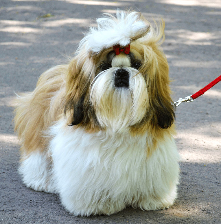 Extra-Fluffy Dog Breeds 