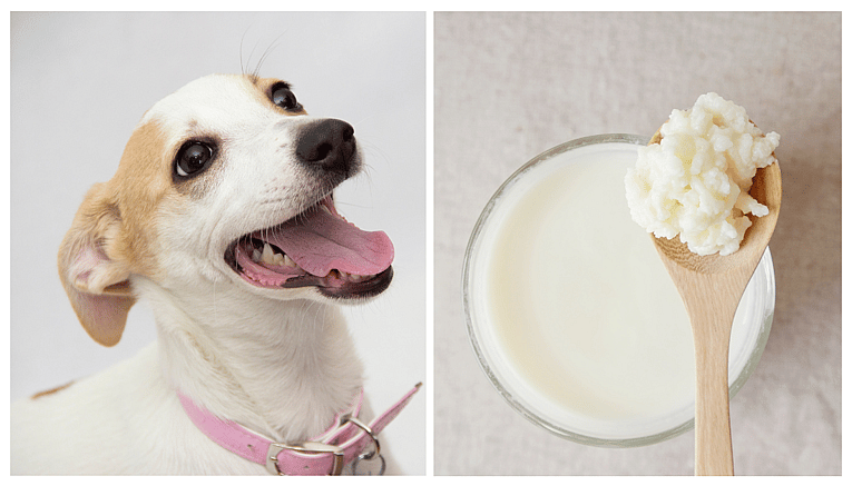 kefir and a dog