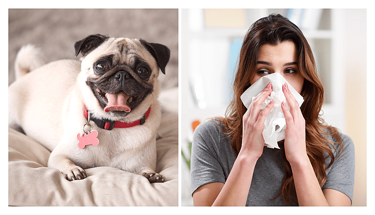 Are Pugs Hypoallergenic?