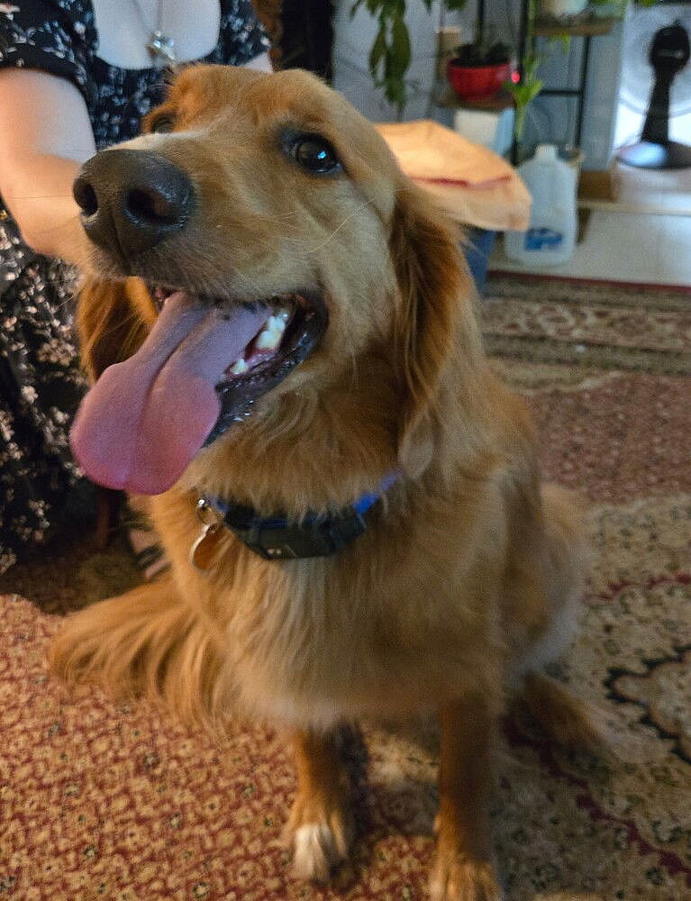 Chase - Golden Retriever