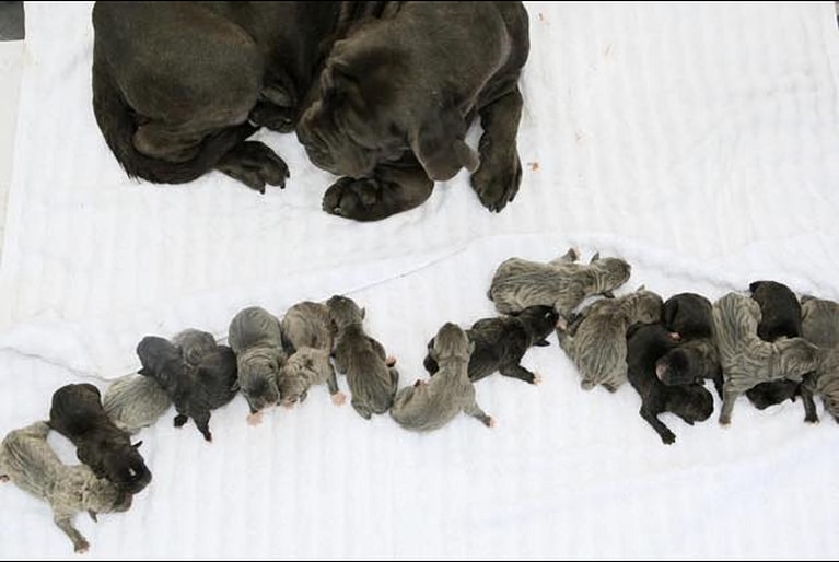 the World Record for Having the Most Puppies