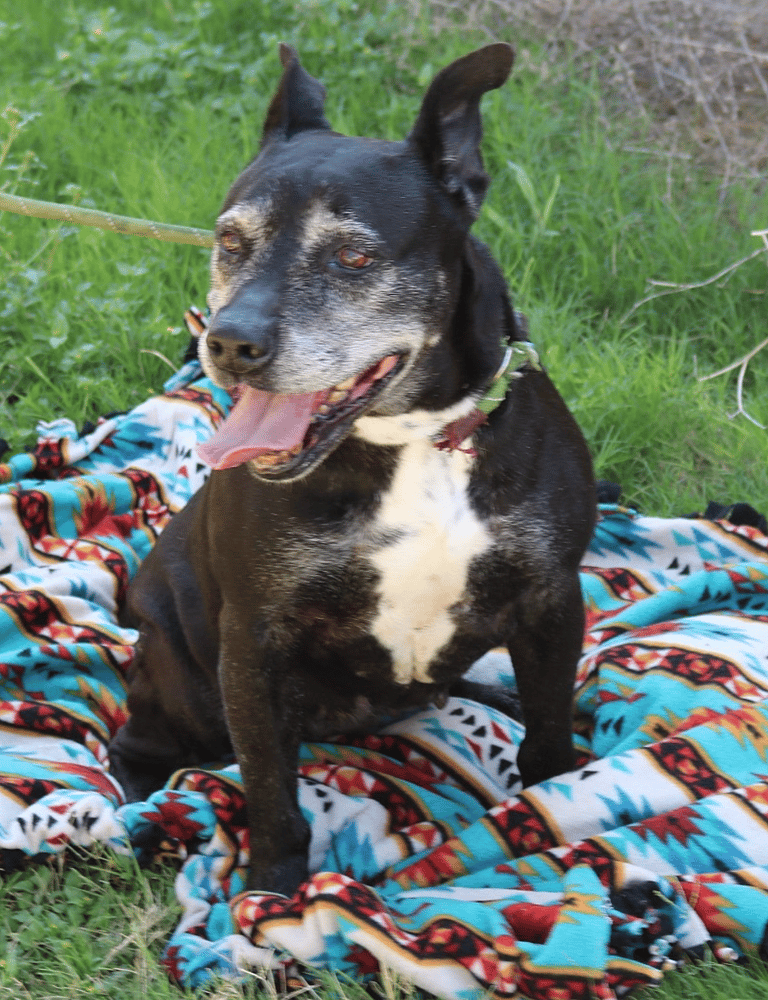 Dog Hid by Animal Control Officers for 6 Years to Save Him from Euthanasia