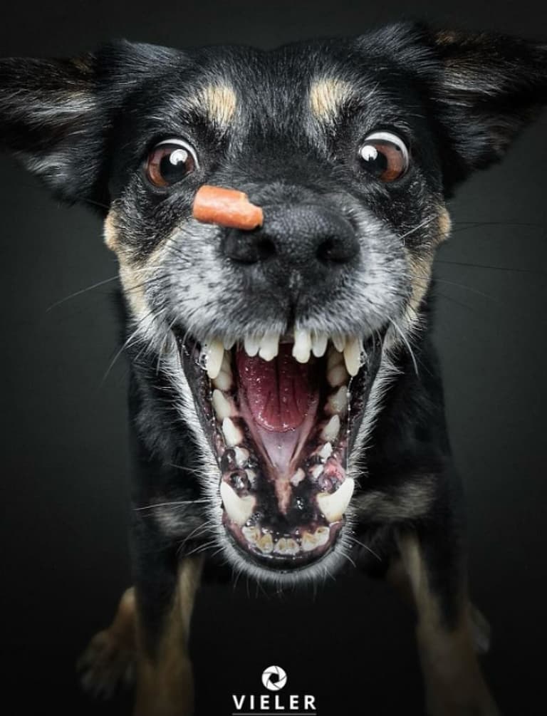 The Funniest Mid-Air Dog Treat Catches Captured on Camera