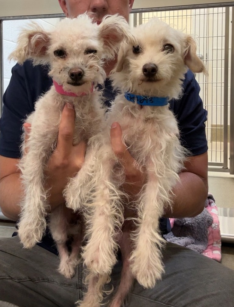 Meet 2 Tiny Dogs Abandoned During the Night—Now Searching for Forever Homes