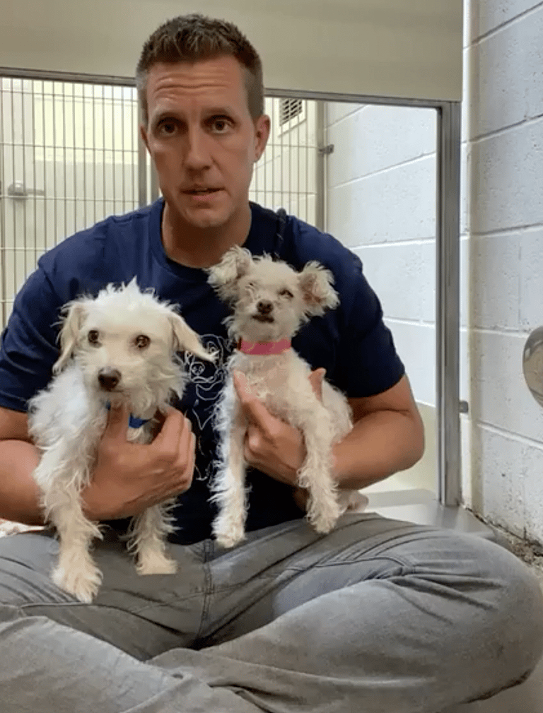Meet 2 Tiny Dogs Abandoned During the Night—Now Searching for Forever Homes