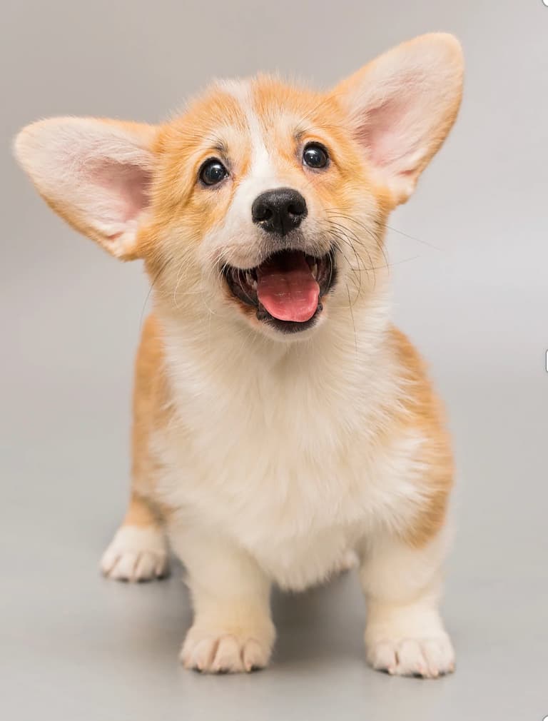 Funny Dog Names