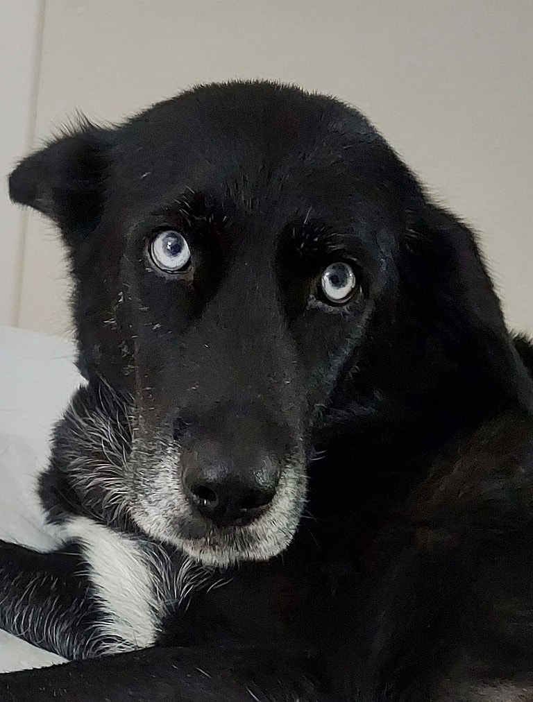 Dog rescue: Everyone Was Terrified of My Dog Until I Did This One Simple Thing