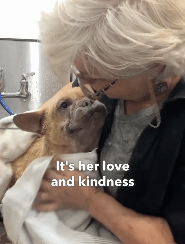 French Bulldogs Abandoned at Shelter Receive Life-Changing Care from Loving Groomer