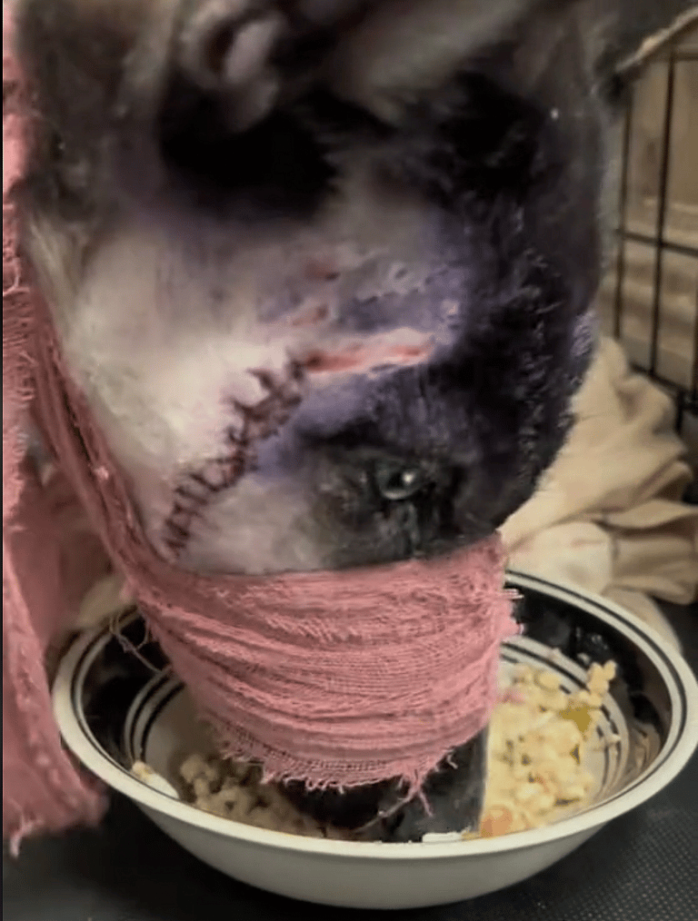Badly Injured Puppy Denied Treatment By Neglectful Owner Makes Unbelievable Recovery