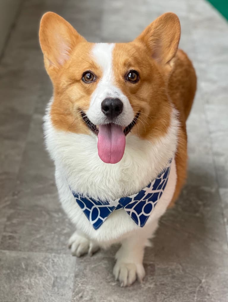 Corgi Names