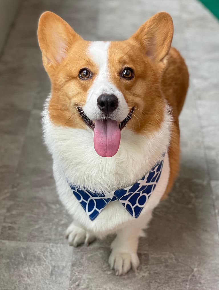 Corgi Names