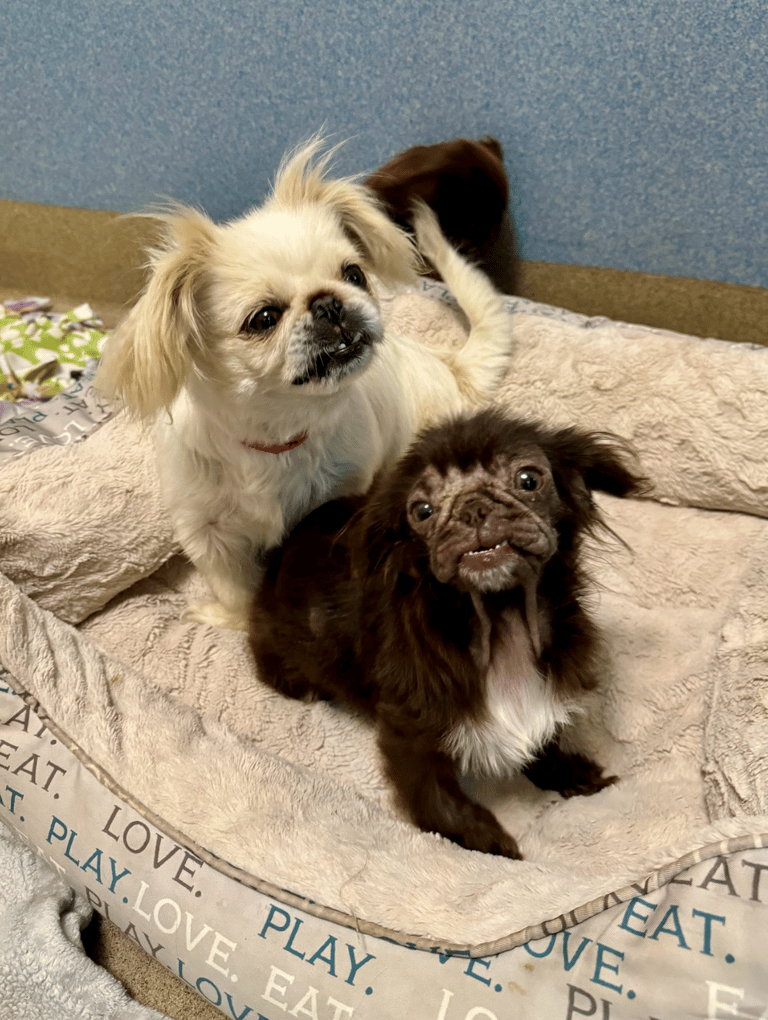 'Baby Yoda' Dog Surprises Shelter Staff with Age Revelation!