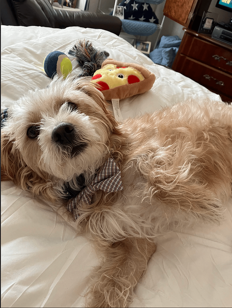 sitting with dogs Bucky