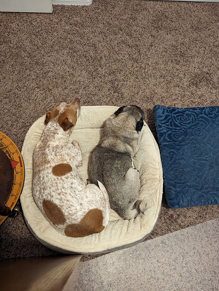 Dog Rescue: This Senior Pug Was So Medically Complex, The Shelter Couldn’t Determine If It Was a Boy or Girl