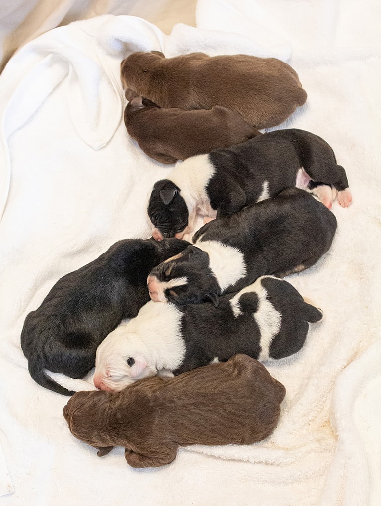 Rescued Mama Dog Gives Birth To Ultra-Rare Litter of Seven Female Puppies