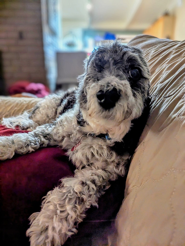 Vets Removed Tiny Terrier's Ears & Eye to Save Her Life. Her Tail Never Stopped Wagging