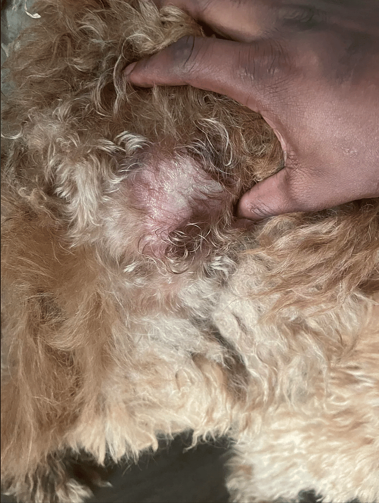 Goldendoodle’s Lifespan