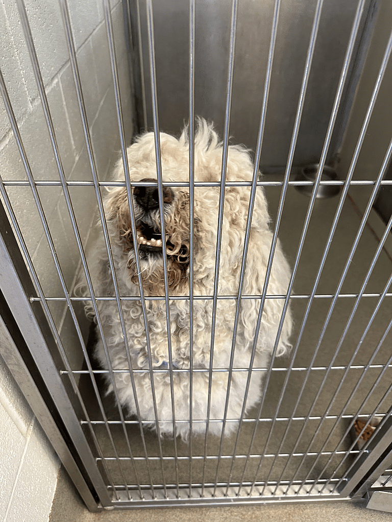 sitting with dogs Roofo