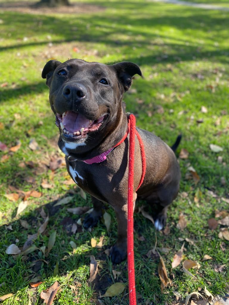 Dog up for adoption: This Goofy Pitbull Is a Staff Favorite, so Why Has She Waited 600 Days For a forever home?