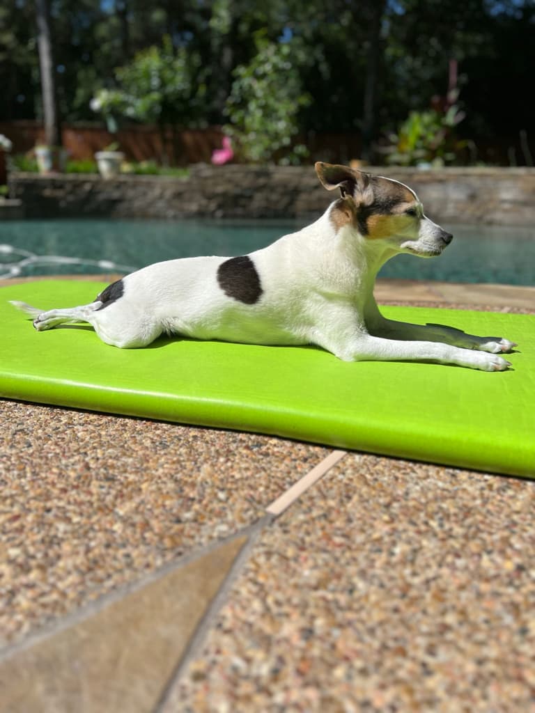 Signs From Beyond? Grieving Family Stunned New Dog Mimics Previous Pup’s Quirks: 13-year-old Jack Russell terrier Tex
