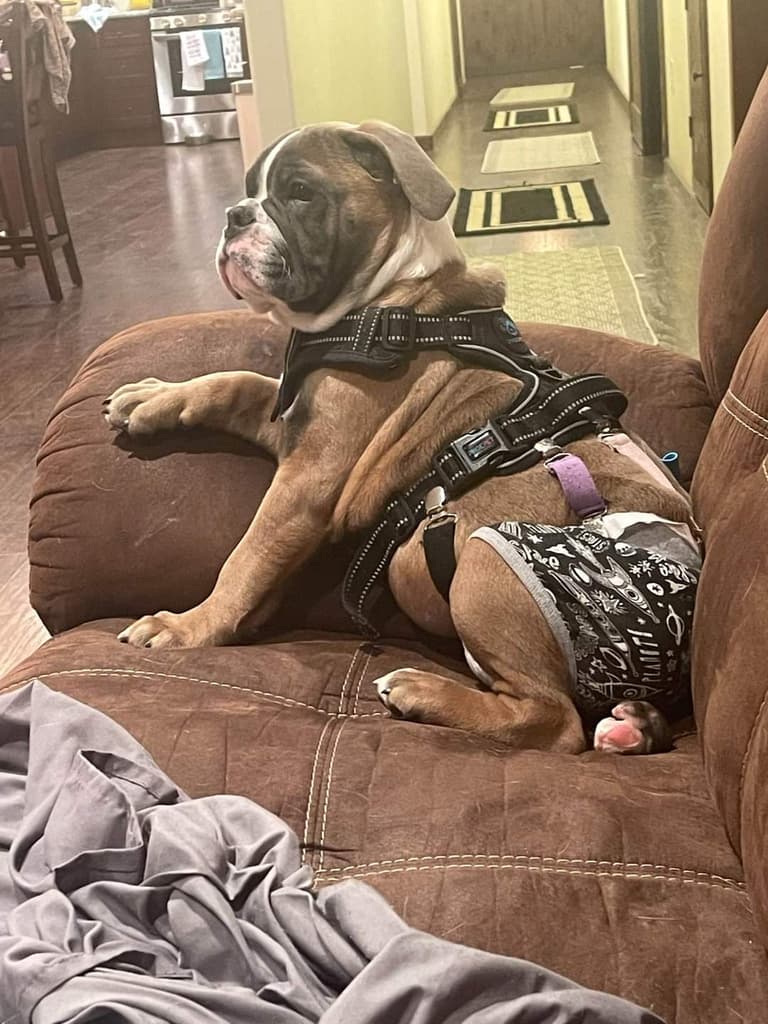 This Bulldog Was Given Up for His 'Disability' - Until Someone Realized His Superpower