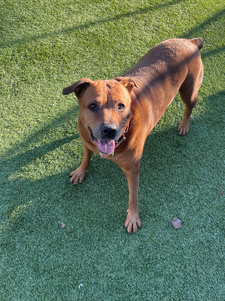 Dog up for Adoption - Roxy Returned to Shelter AGAIN: Financial Crisis Triggers  Heartbreaking Return