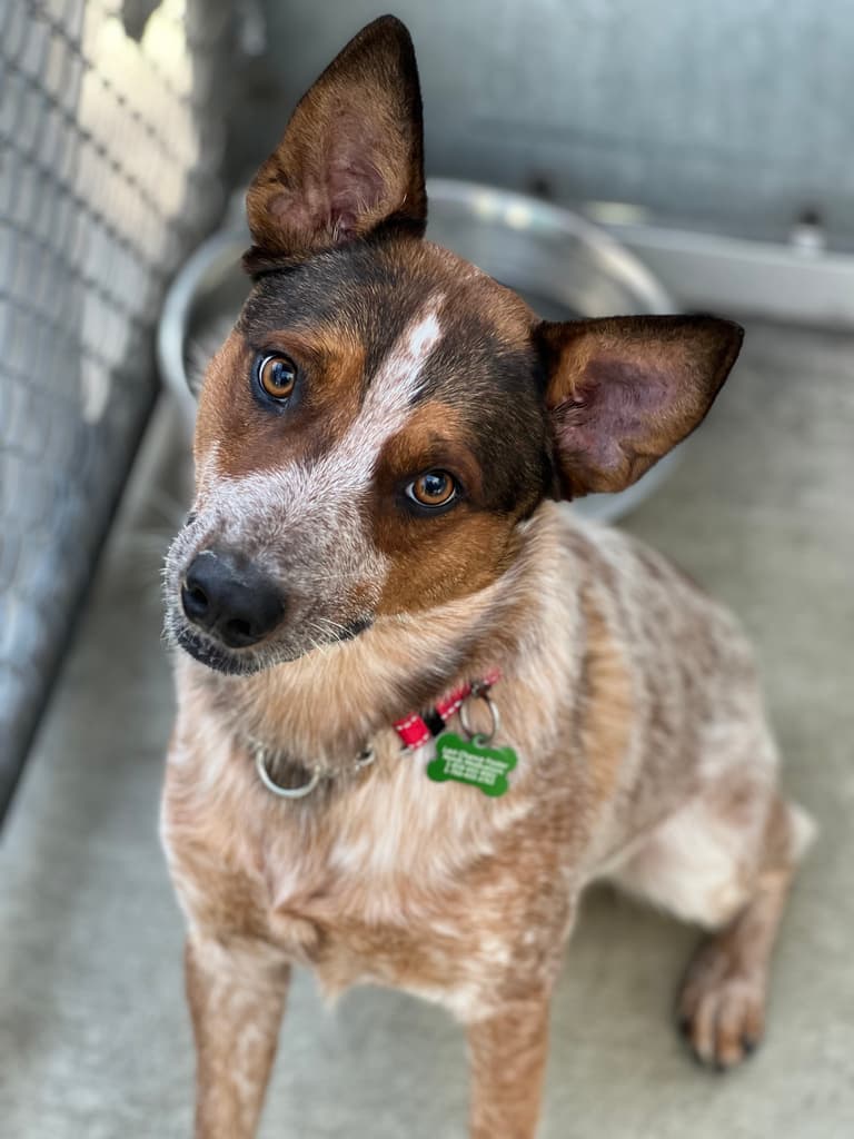 Dog up for adoption - Marco