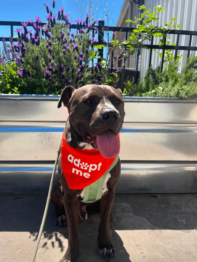 Innocent Pitbull Falls Prey to Outdated Stereotype. Now Desperately Seeking a Hero